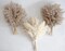 30 PCS Boho Decor, Fluffy Pompas Grass, Natural Dry Pampas Grass Small, Short Pampass Bulk for Boho Room Decor